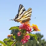 Сasa de vacaciones Quercus Sesimbra